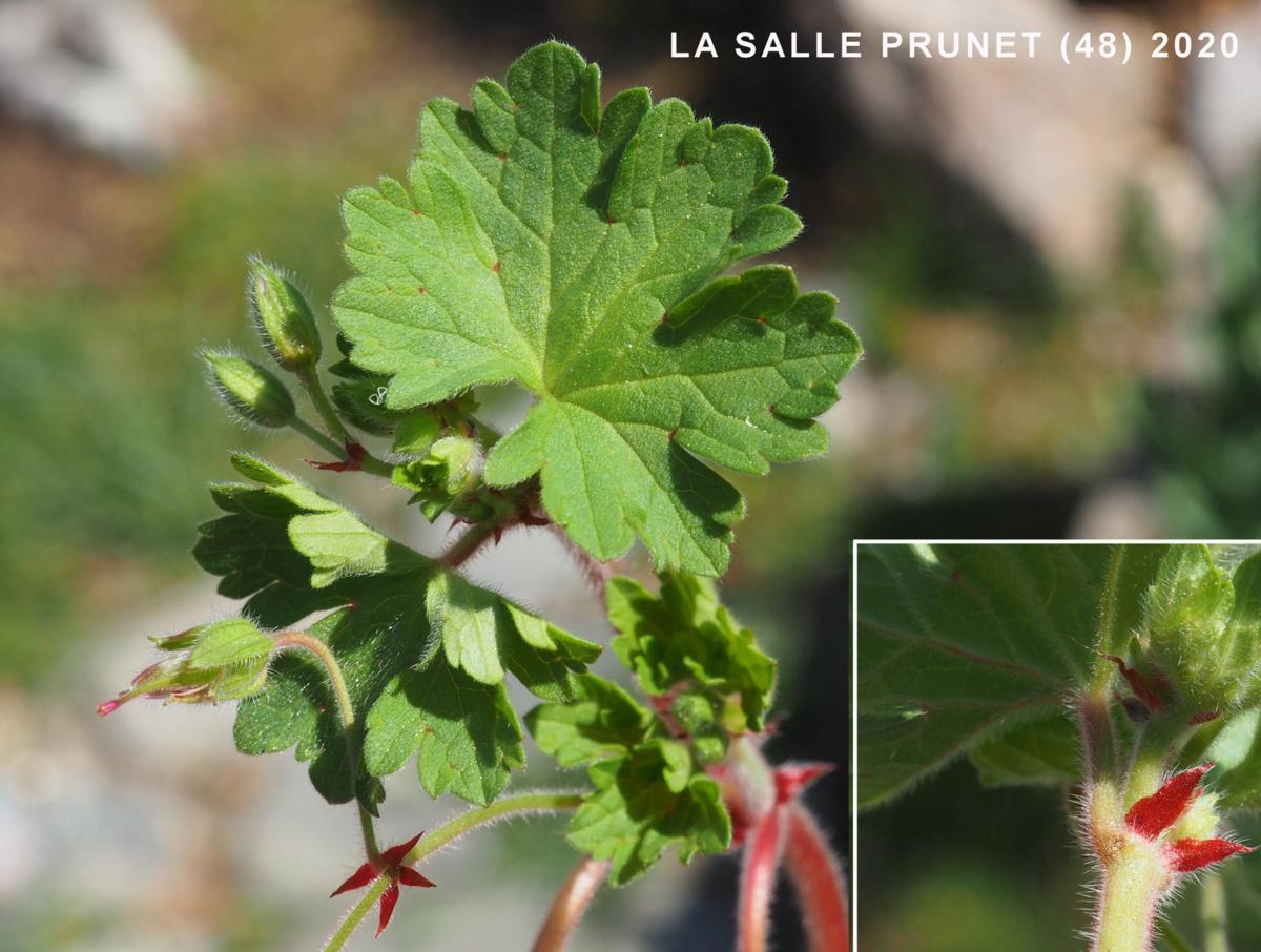 Cranesbill, Round-leaved leaf